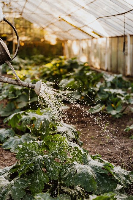 Gießkanne Wasser: Tipp Garten gießen