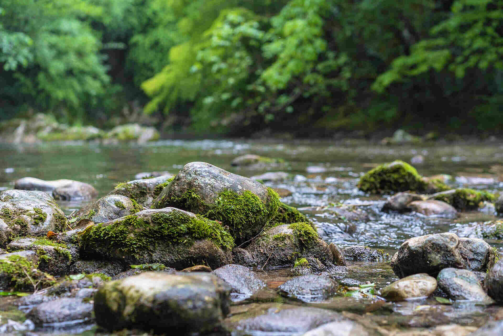 Wald Fluss Was ist Ökostrom