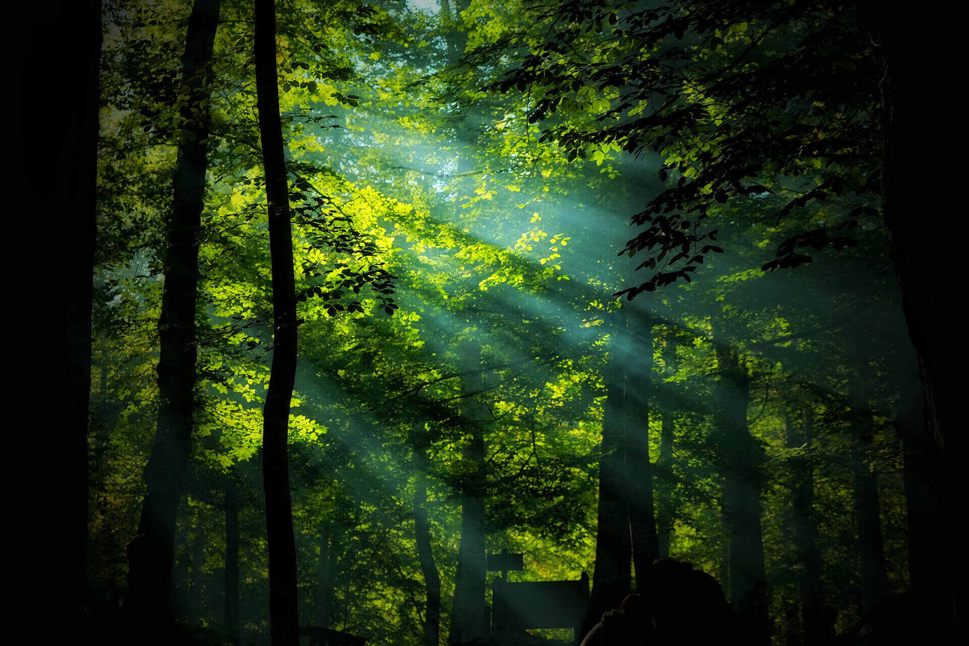 Regenwald Lichteinfall Schutzgebiet Rimba-Raya Waldprojekt