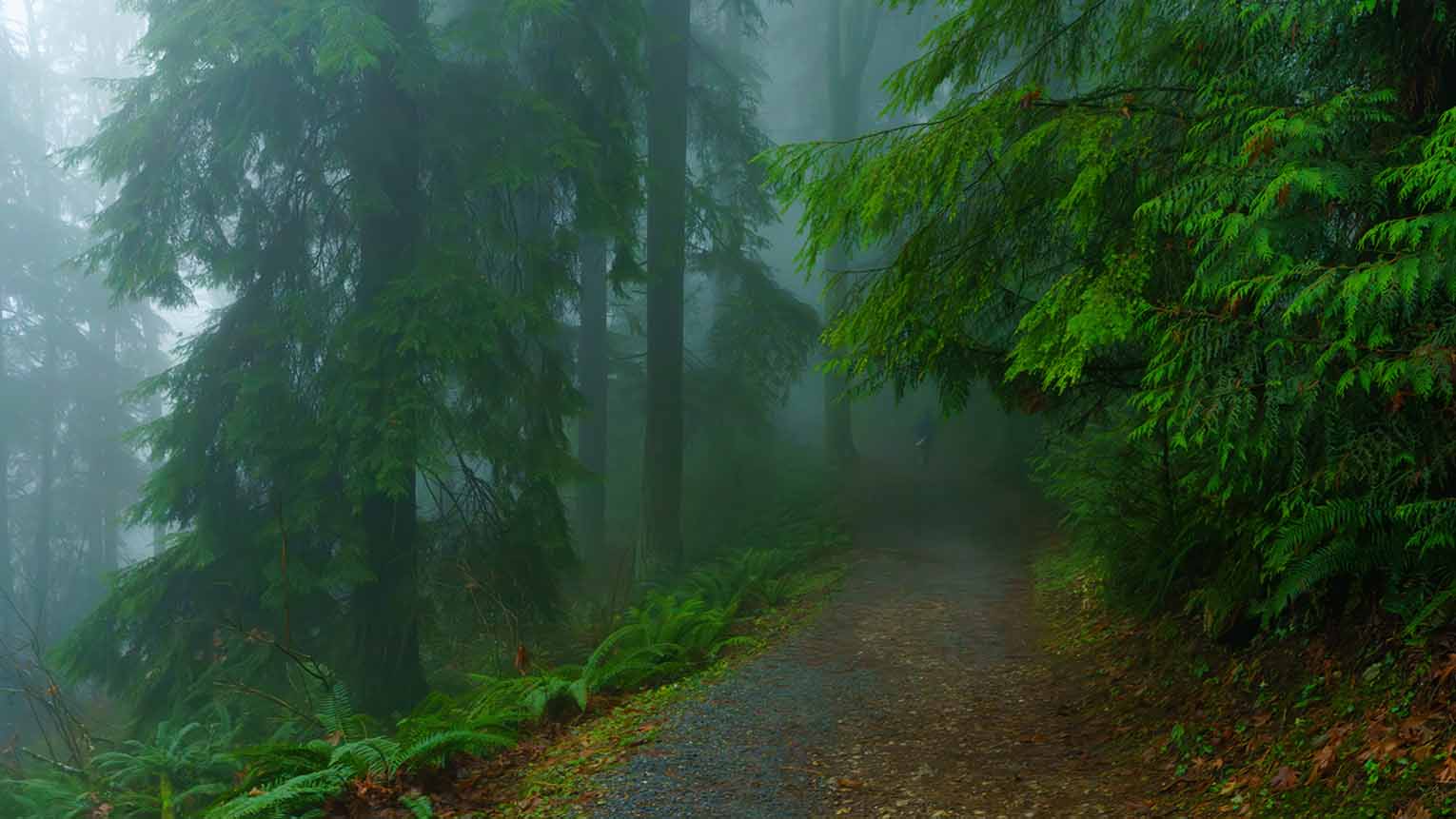 Wald Regen Nebel