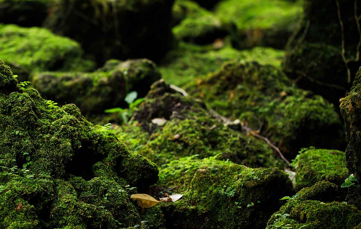 Waldboden Moos Wasserspeicher Wasser Wald