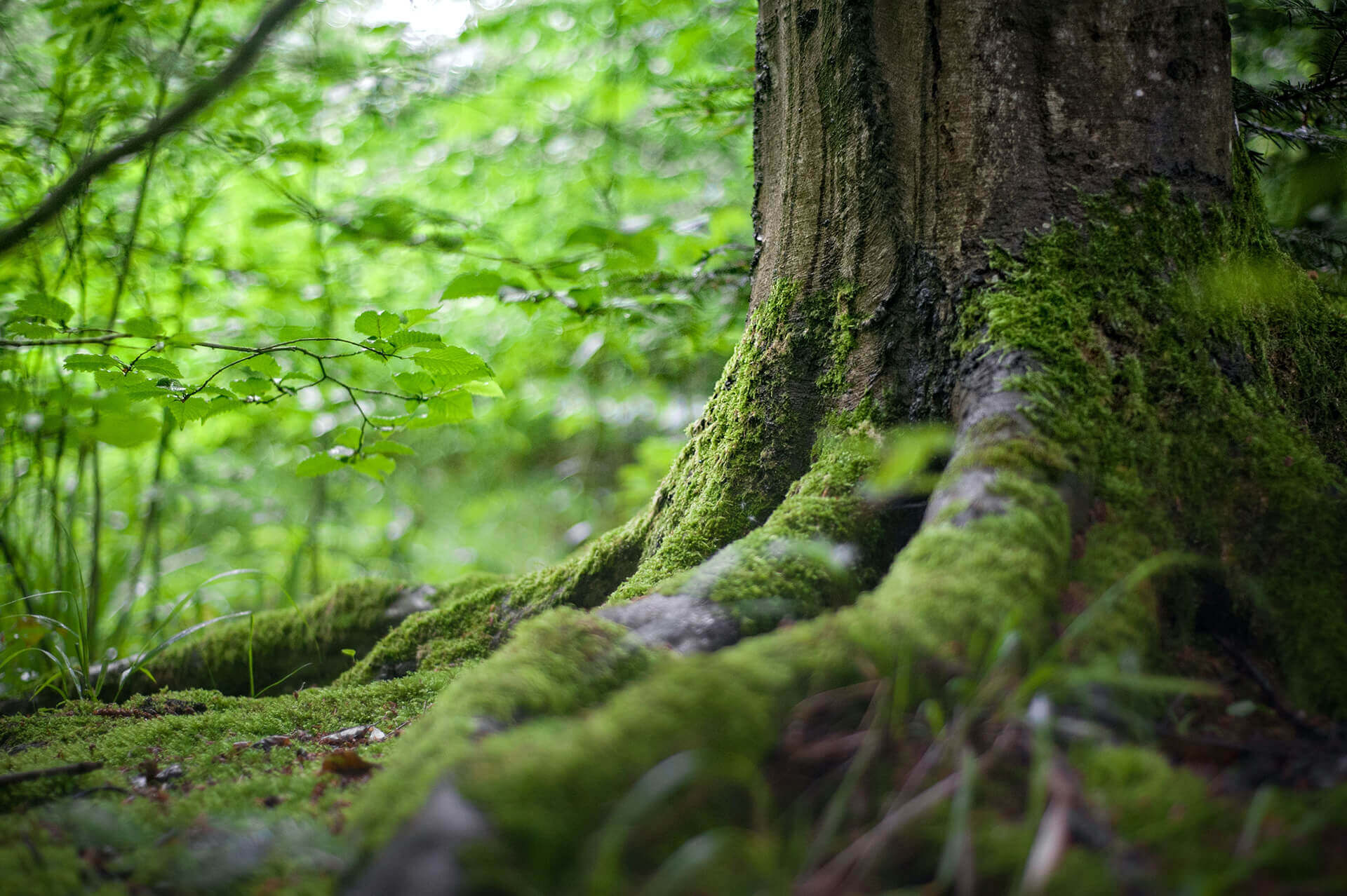 Baum Waldschutz Naturschutz WWF SAUBER ENERGIE